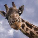 Questo circo continua infatti a possedere animali: ci sono dromedari, lama, zebre, ippopotami, foche e anche tigri.�Noi per� amiamo i nostri animali � dichiara con fermezza Genny �. Pensate che alla giraffa che vedete qui non appena inizia il freddo le mettiamo una copertina e la teniamo in un alloggio riscaldato�
